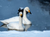 Whooper swans in wintry Lake Kussharo, Hokkaido, Japan