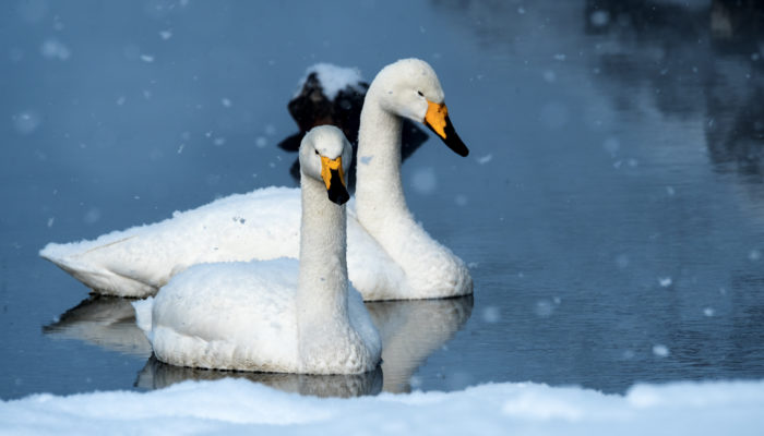 Whooper swans in wintry Lake Kussharo, Hokkaido, Japan