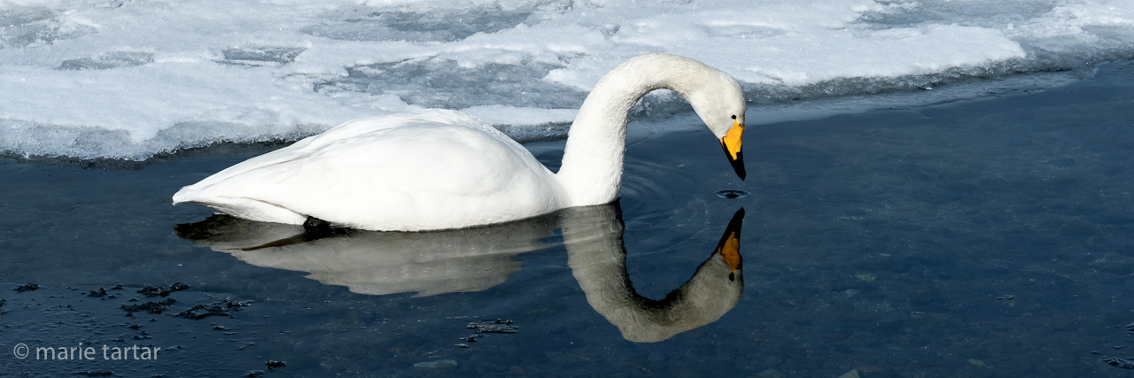 Whooper swan and reflection in Hokkaido's Lake Kussharo, Japan