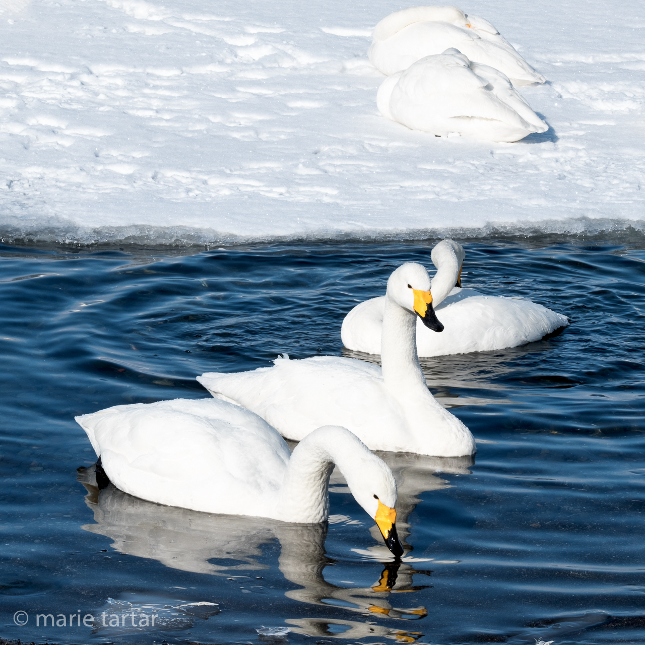 Whooper swans in Kale Kussharo in winter in Hokkaido, Japan