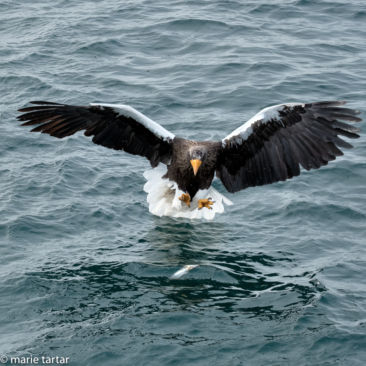 Steller Sea Eagle incoming near Rausa Hokkaido Japan