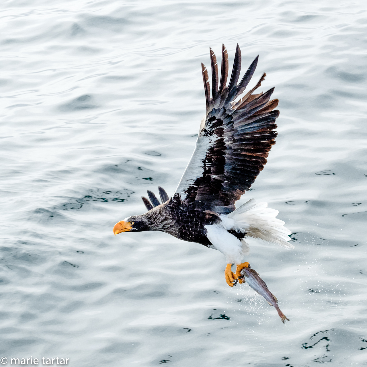 Steller's Sea Eagle snatches up a fish near Rausu, Hokkaido, Japan