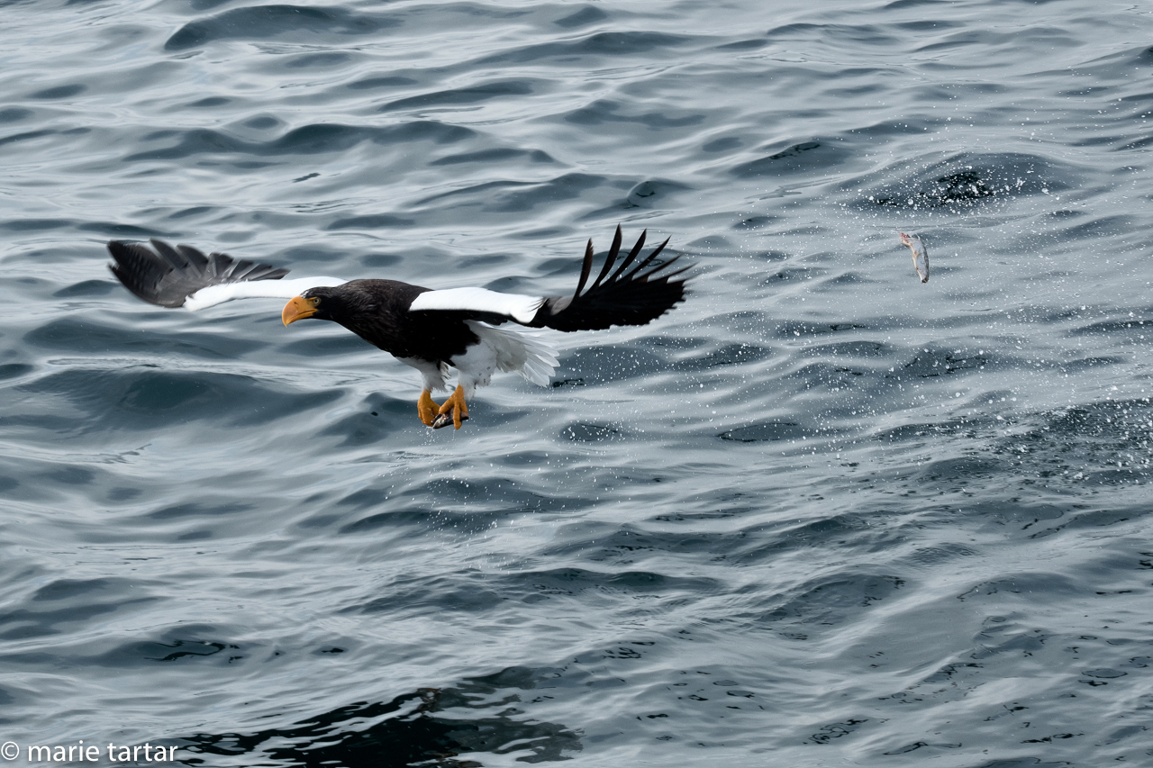 Steller's Sea Eagle near Rausu, Hokkaido, Japan