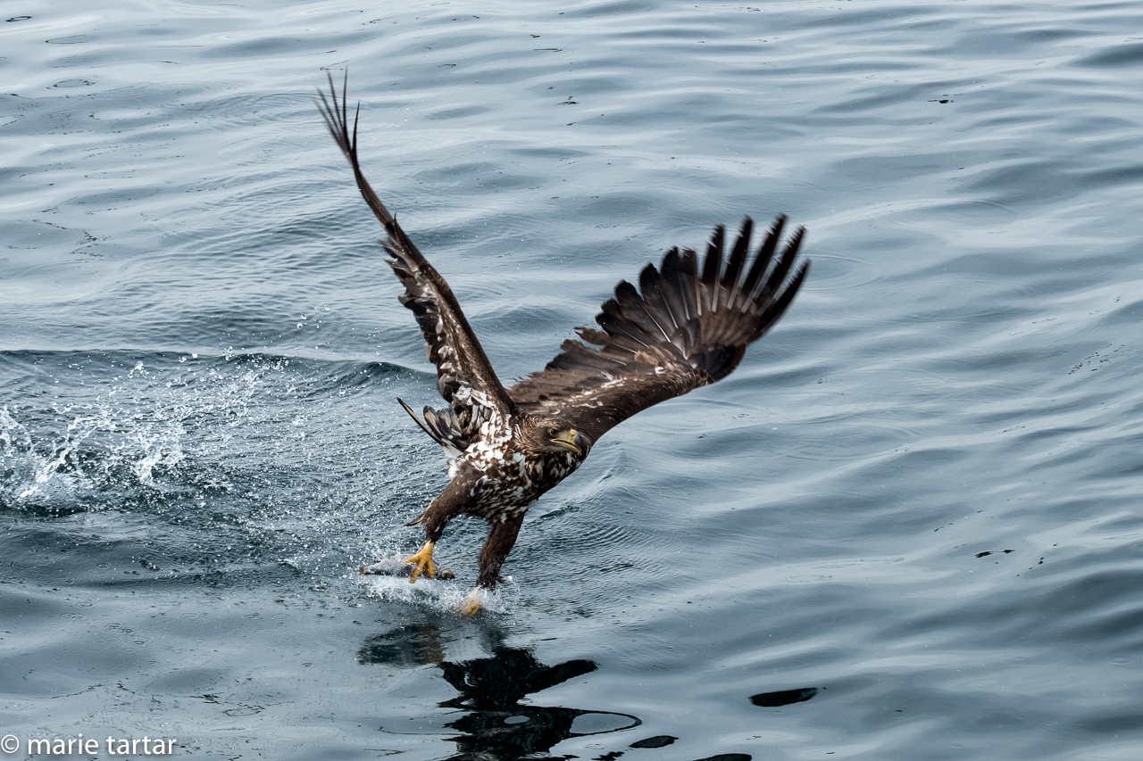 White-tailed Sea Eagle near Rausu, Hokkaido, Japan