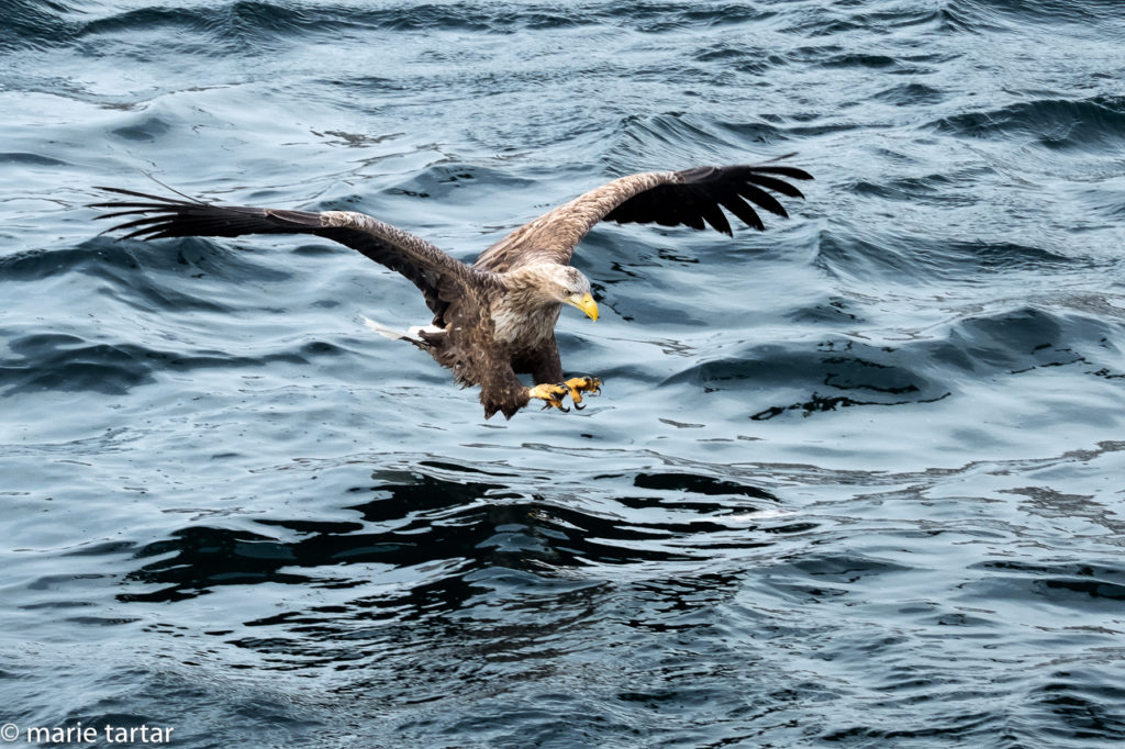 Eyes on the prize: White-tailed Sea Eagle near Rausu, Hokkaido, Japan.