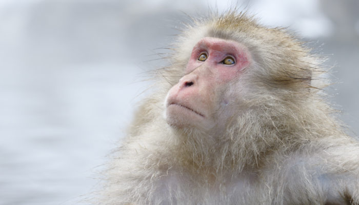 Japanese macaque or snow monkey in a steaming onsen hotspring