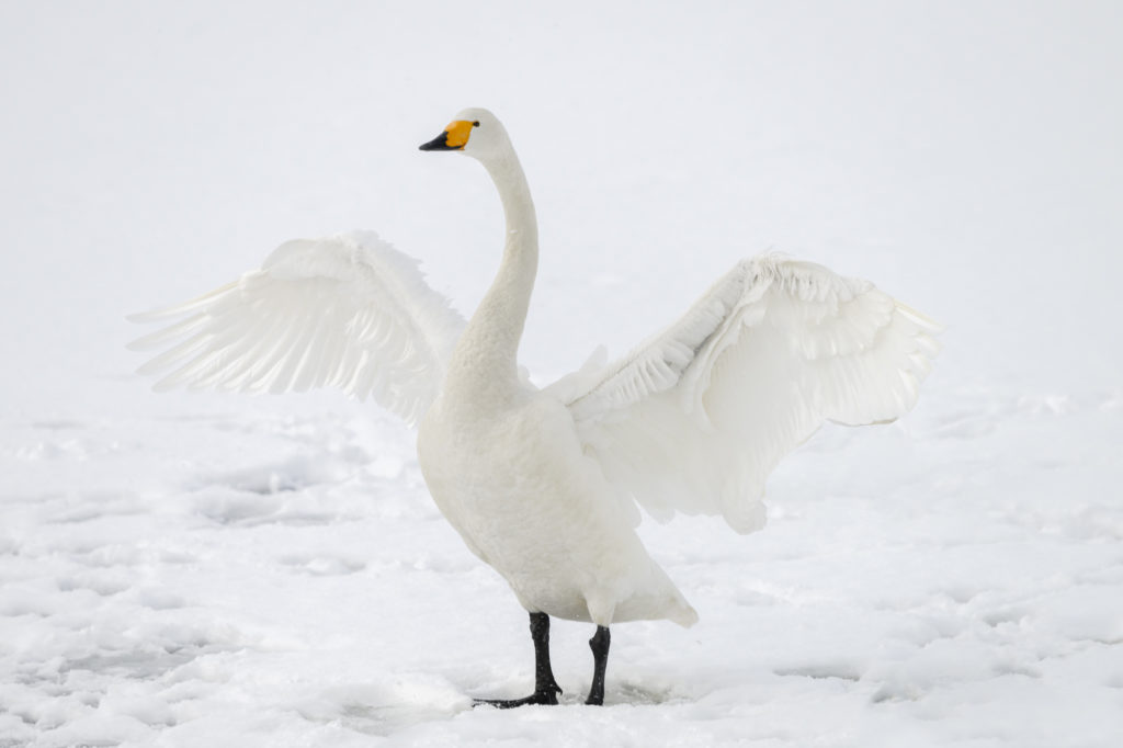 Whooper swan flapping its wings at Lake Kussharo in Hokkaido Japan.