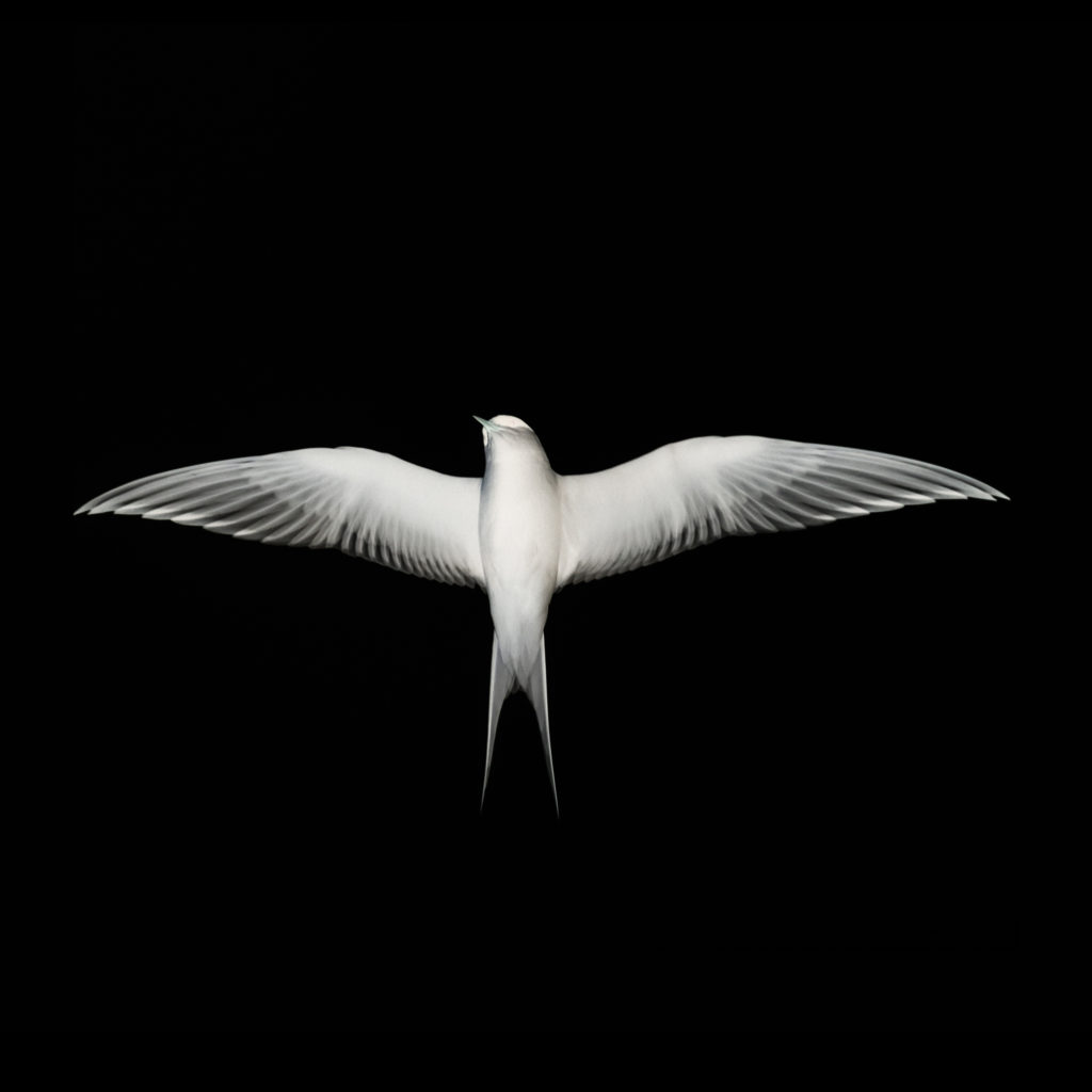 Arctic Tern, Svalbard