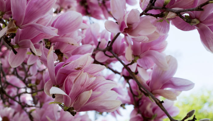 Magnolias blooming in Central Park in NYC in spring