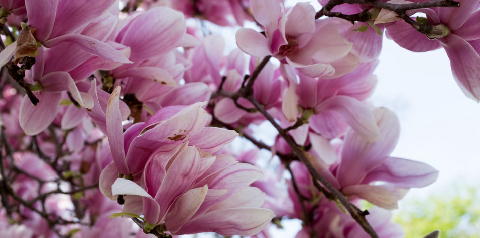 Magnolias blooming in Central Park in NYC in spring