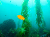California Channel Island kelp forest scene