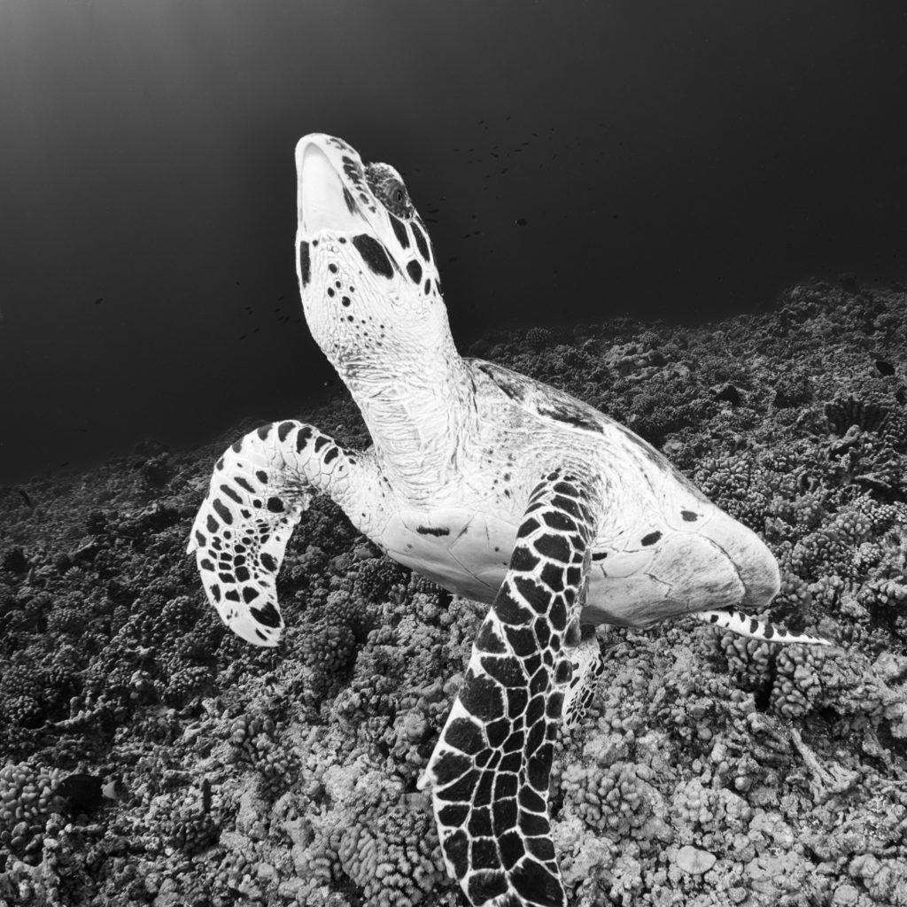 Turtle in Rangiroa, Tuamotos, French Polynesia