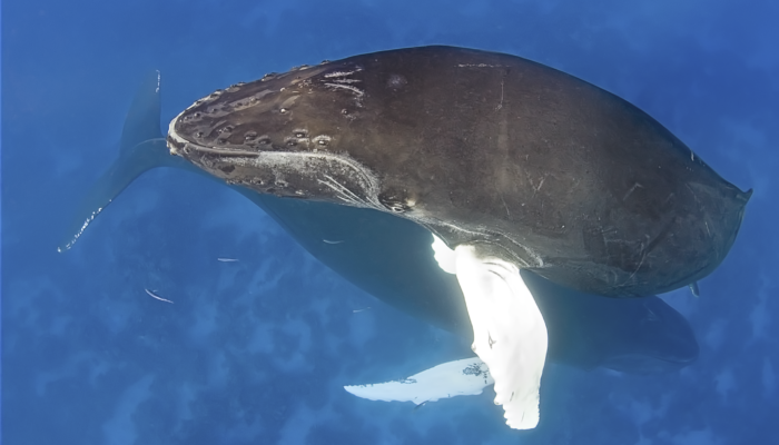 Humpback mother below and surfacing calf above in Silver Bank, Dominican Republic