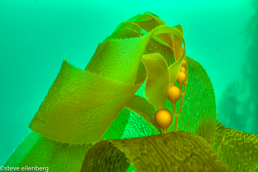 Fast growing macrocystis pyrifera kelp