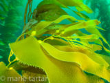 kelp forest in Channel Islands off Southern California coast