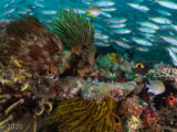 A colorful reef in Raja Ampat Indonesia with a profusion of fish in the water.