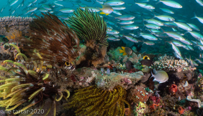 A colorful reef in Raja Ampat Indonesia with a profusion of fish in the water.