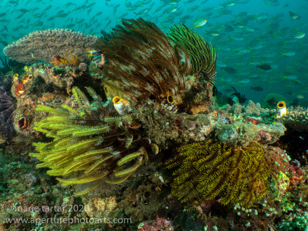 Fishy colorful reef in Raja Ampat Indonesia