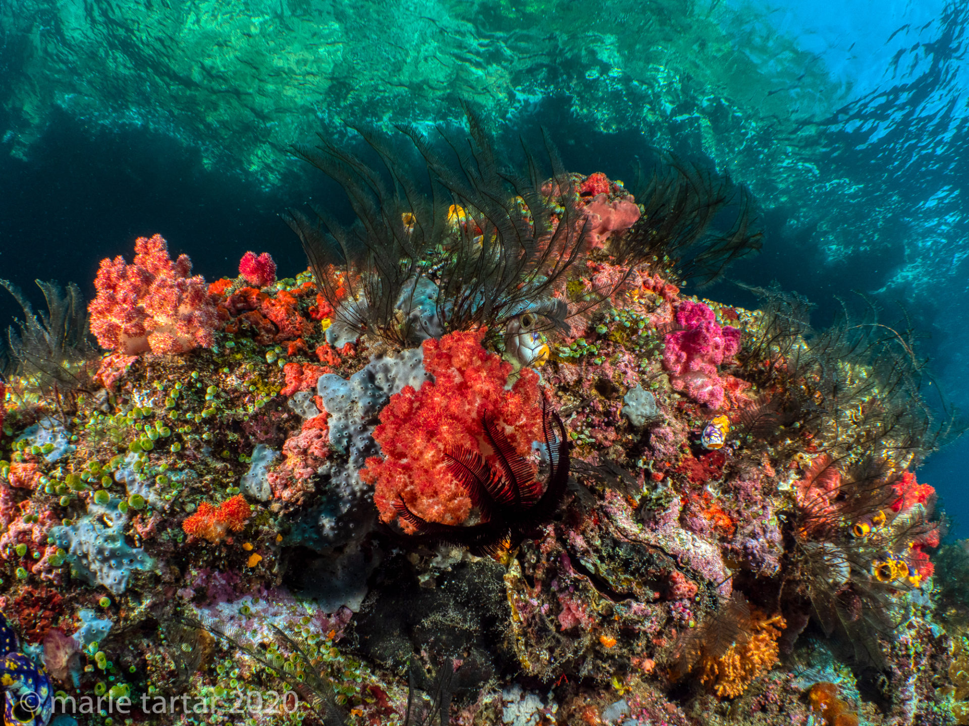 Shallow Raja Ampat coral reef scene with island seen on surface.