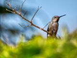 hummingbird mother in southern California