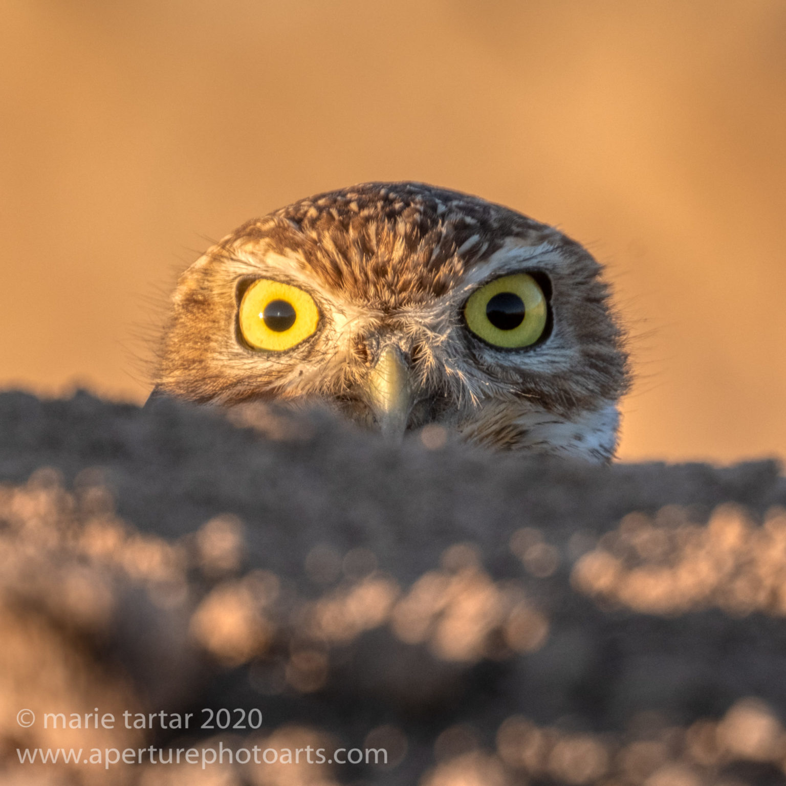 Burrowing owl peeks out from behind a sandbank in Imperial County near the salton sea.