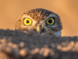 Burrowing owl peeks out from behind a sandbank in Imperial County near the salton sea.