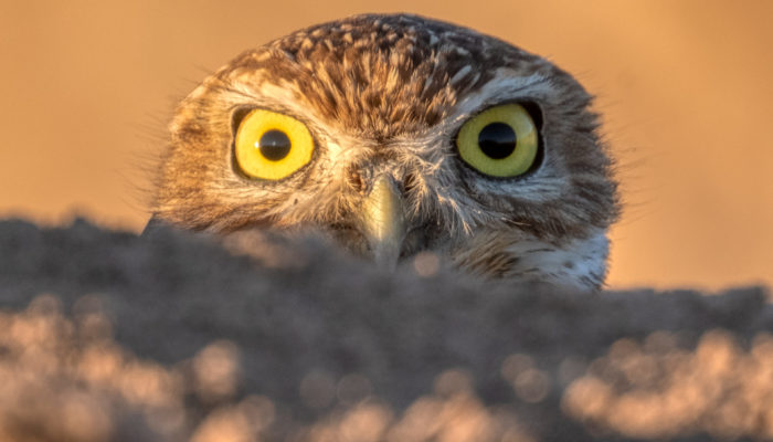 Burrowing owl peeks out from behind a sandbank in Imperial County near the salton sea.