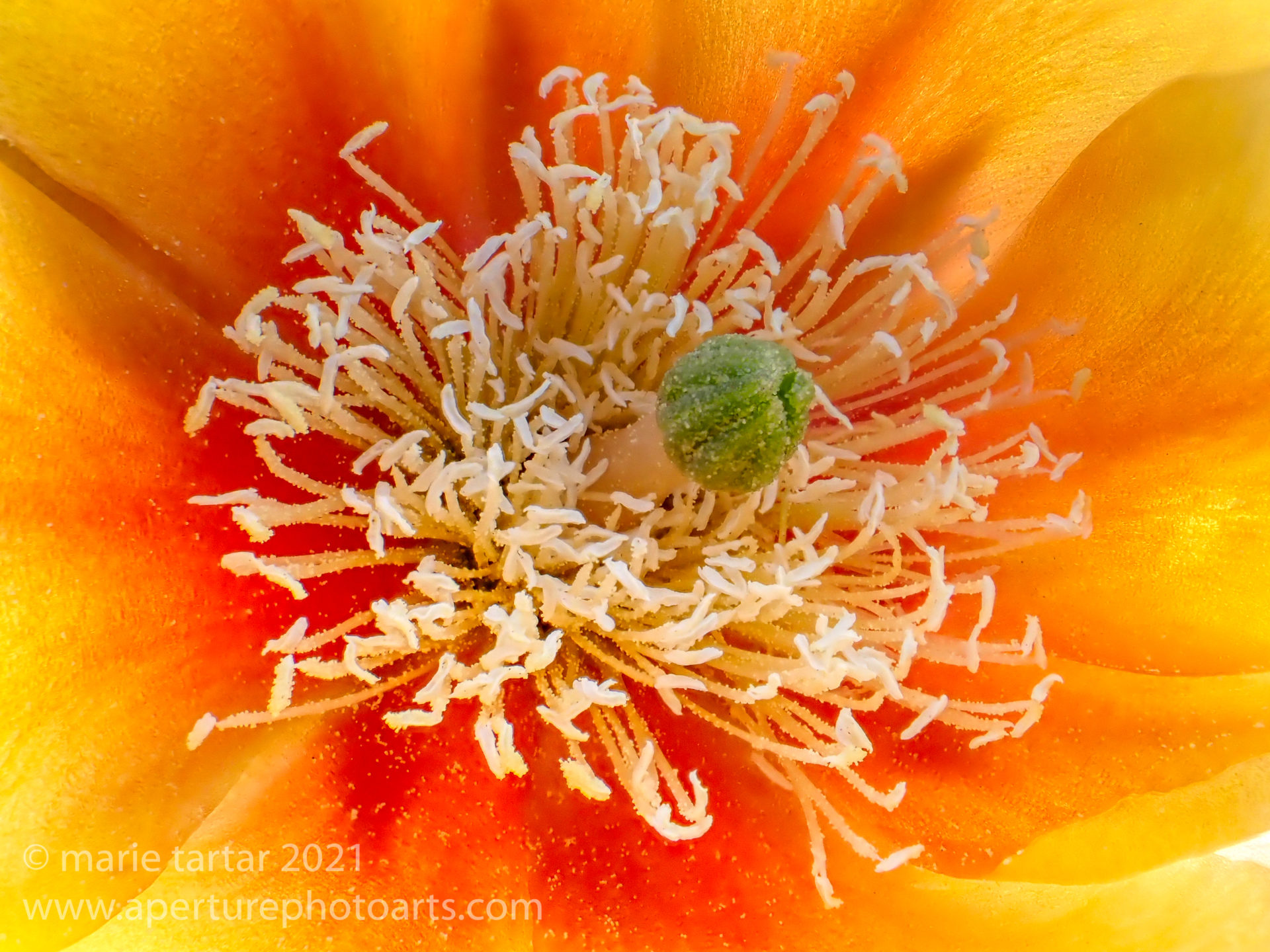 prickly pear cactus flower bloom in spring in the desert Southwest.