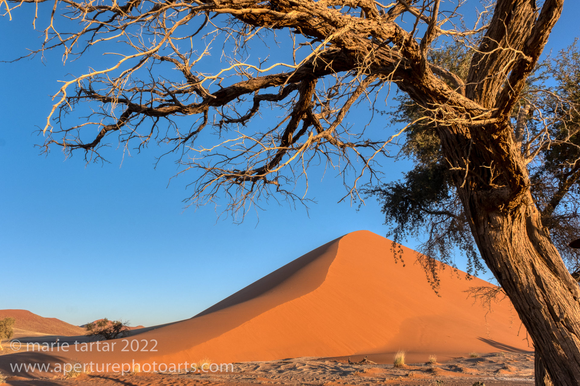 Red sand dune of Sossusvlei
