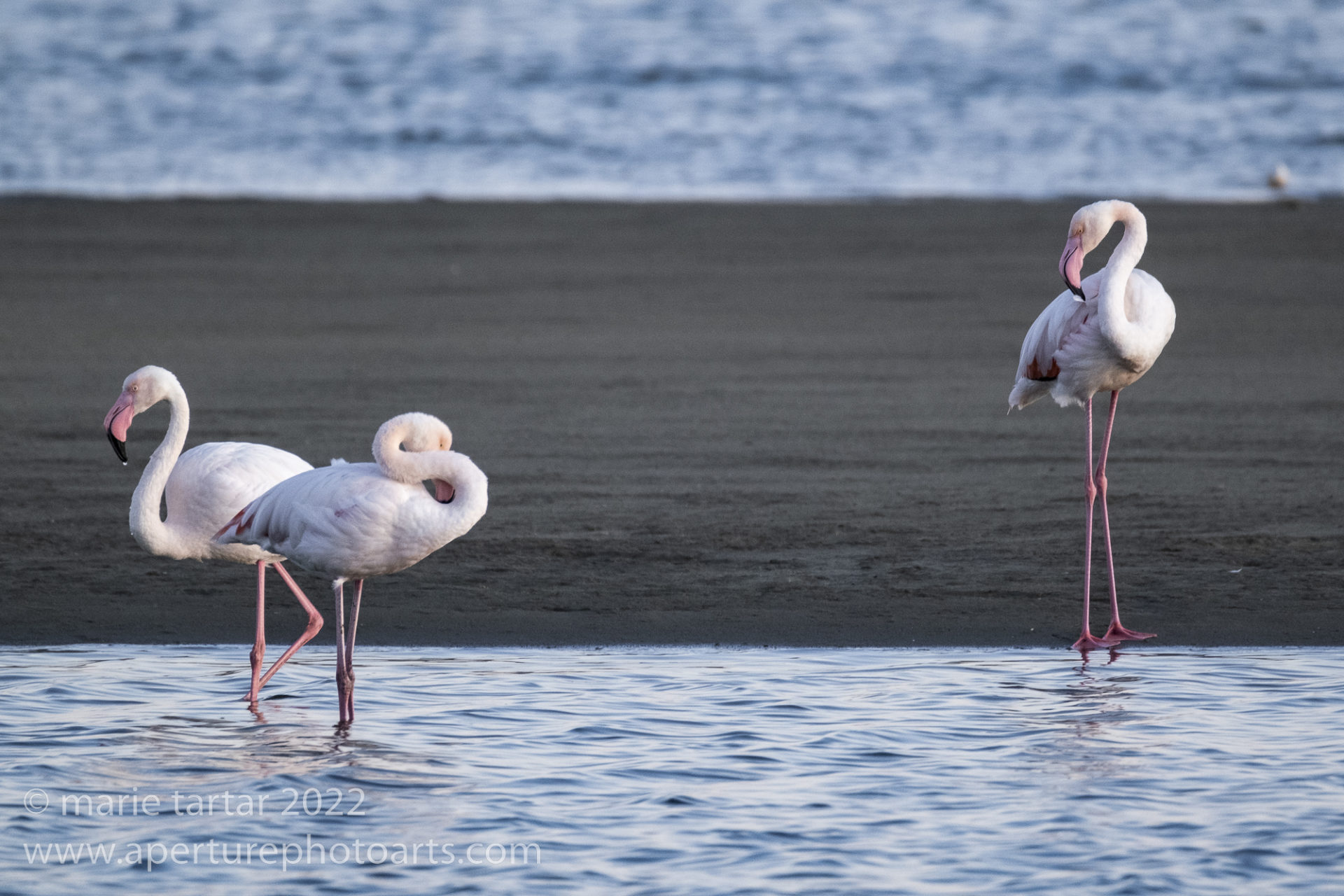 Flamingos in Walvis Bay lagoon in Namibia
