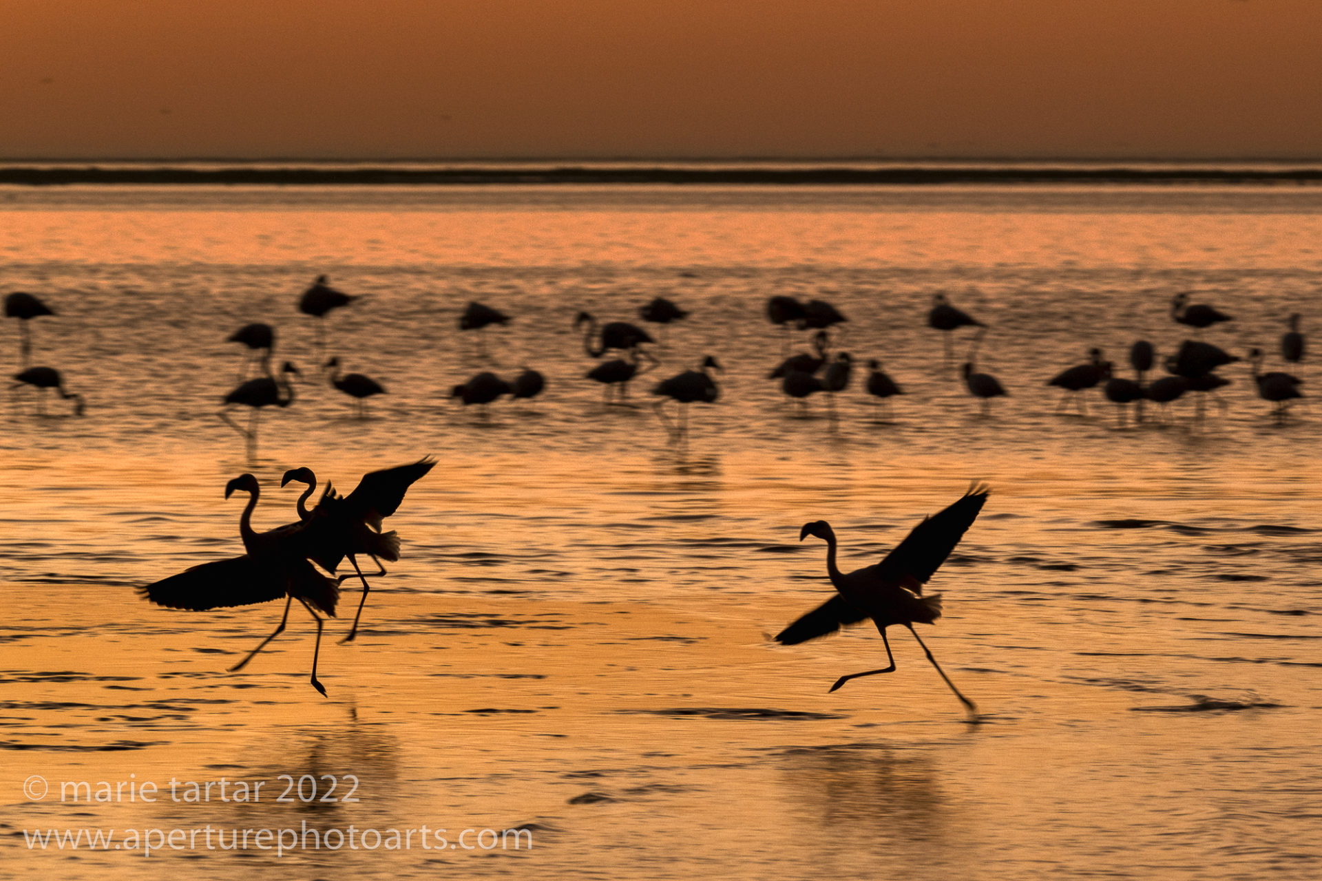 Walvis Bay flamingos at sunset, Namibia. 
