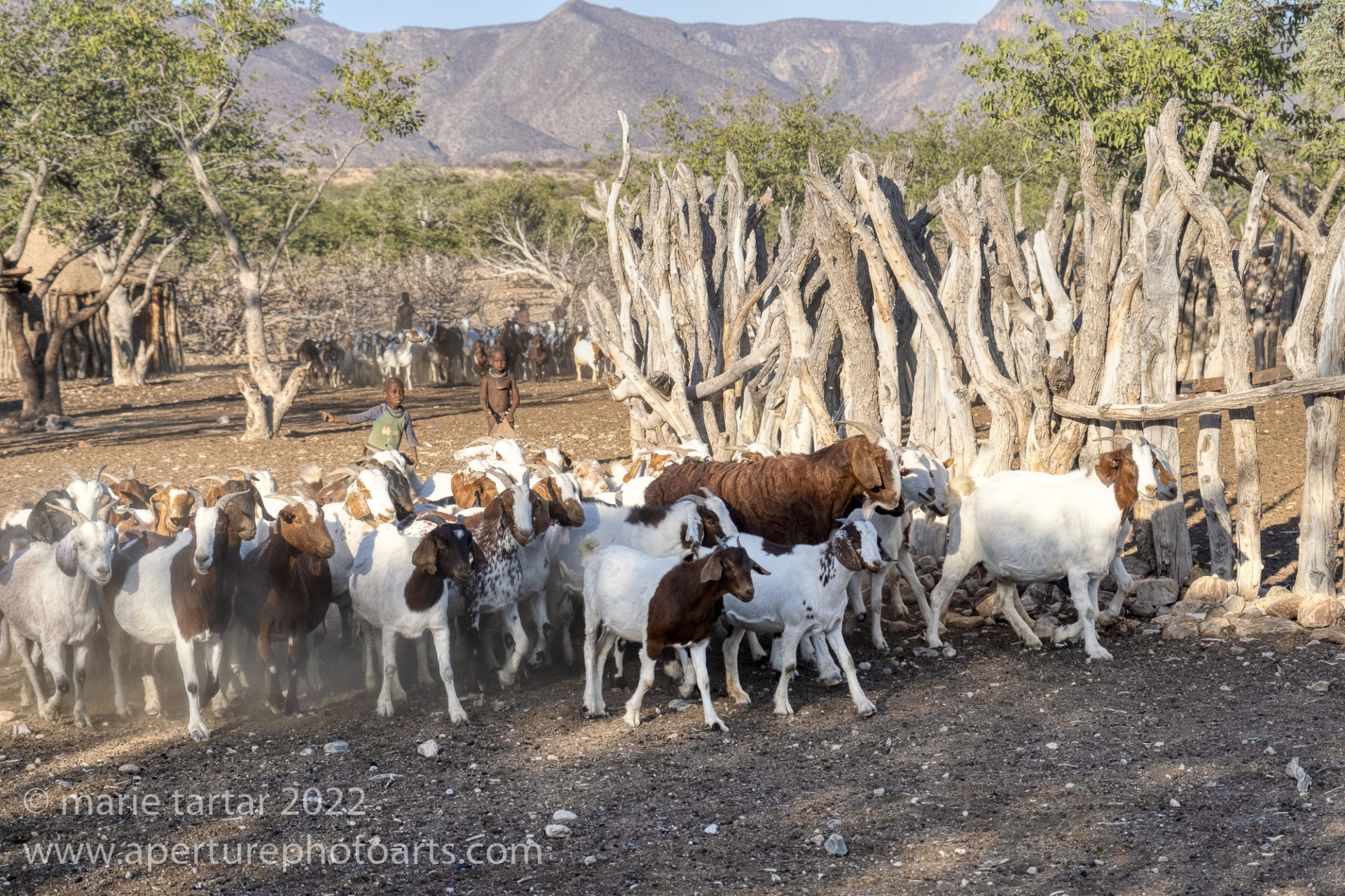 202206 MT Namibia Himba Boys Goats Aperture Photo Arts