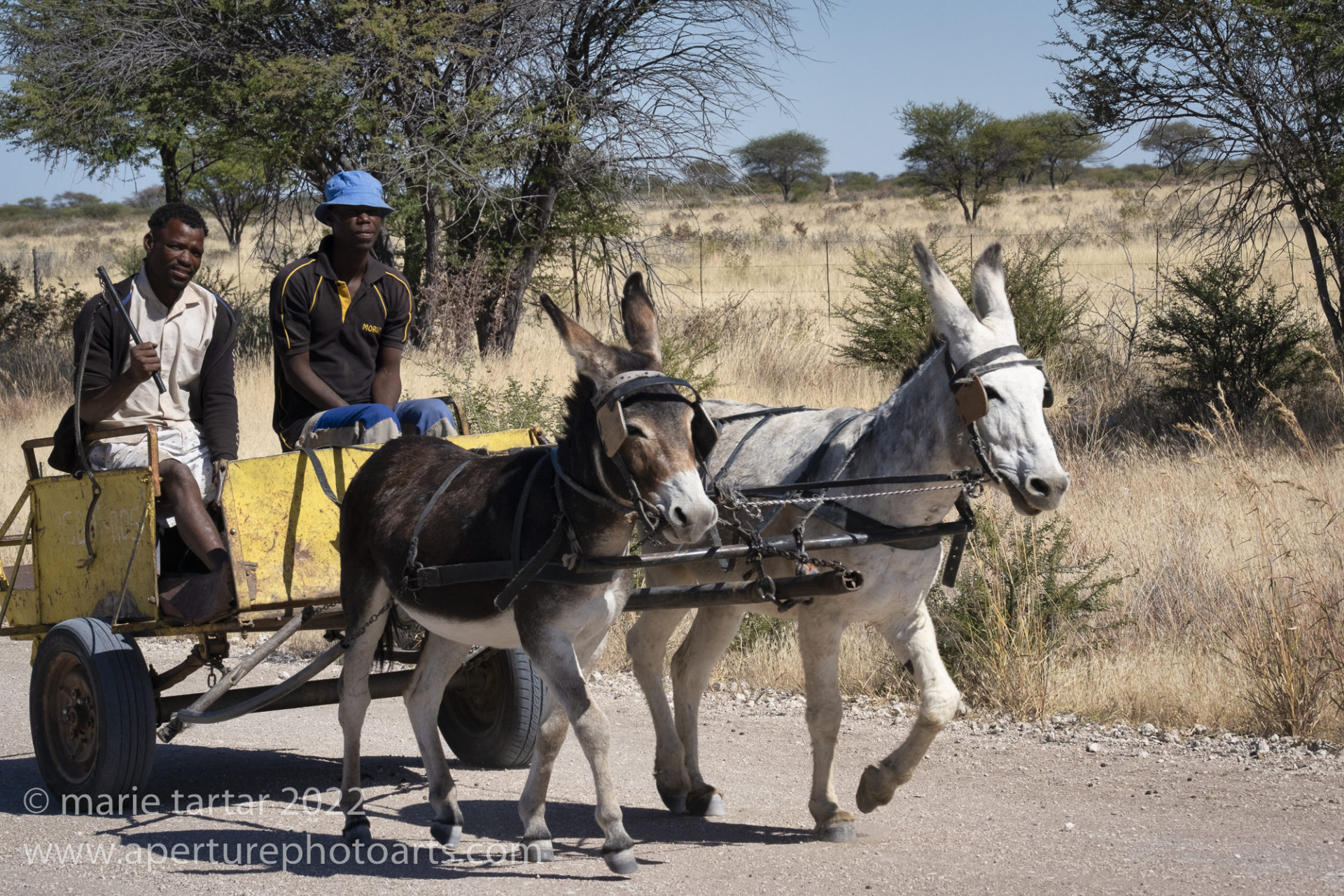 Donkey cart, near Etosha National Park, Namibia
