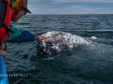 Some gray whales in San Ignacio lagoon seem to seek out human interaction, even touch.