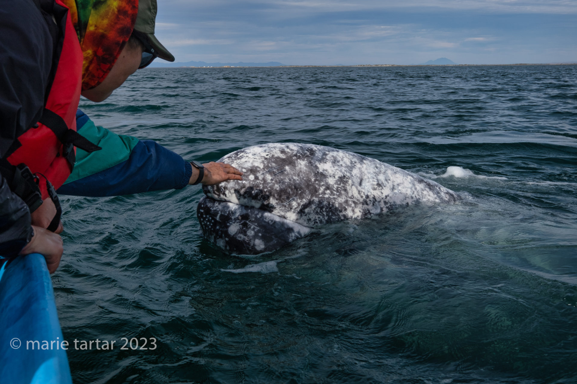 Some gray whales in San Ignacio lagoon seem to seek out human interaction, even touch.