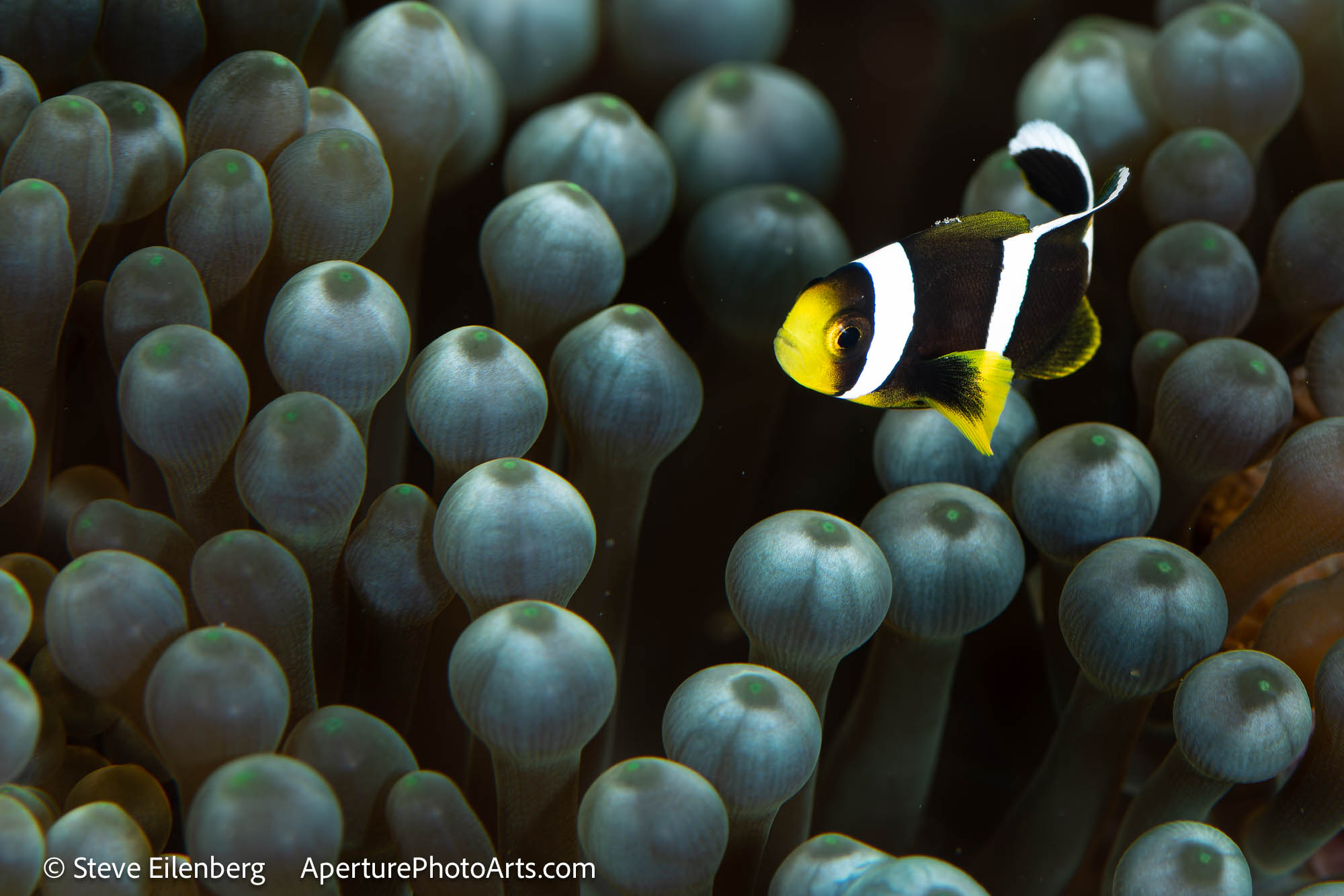Juvenile clownfish in host anemone Fiji