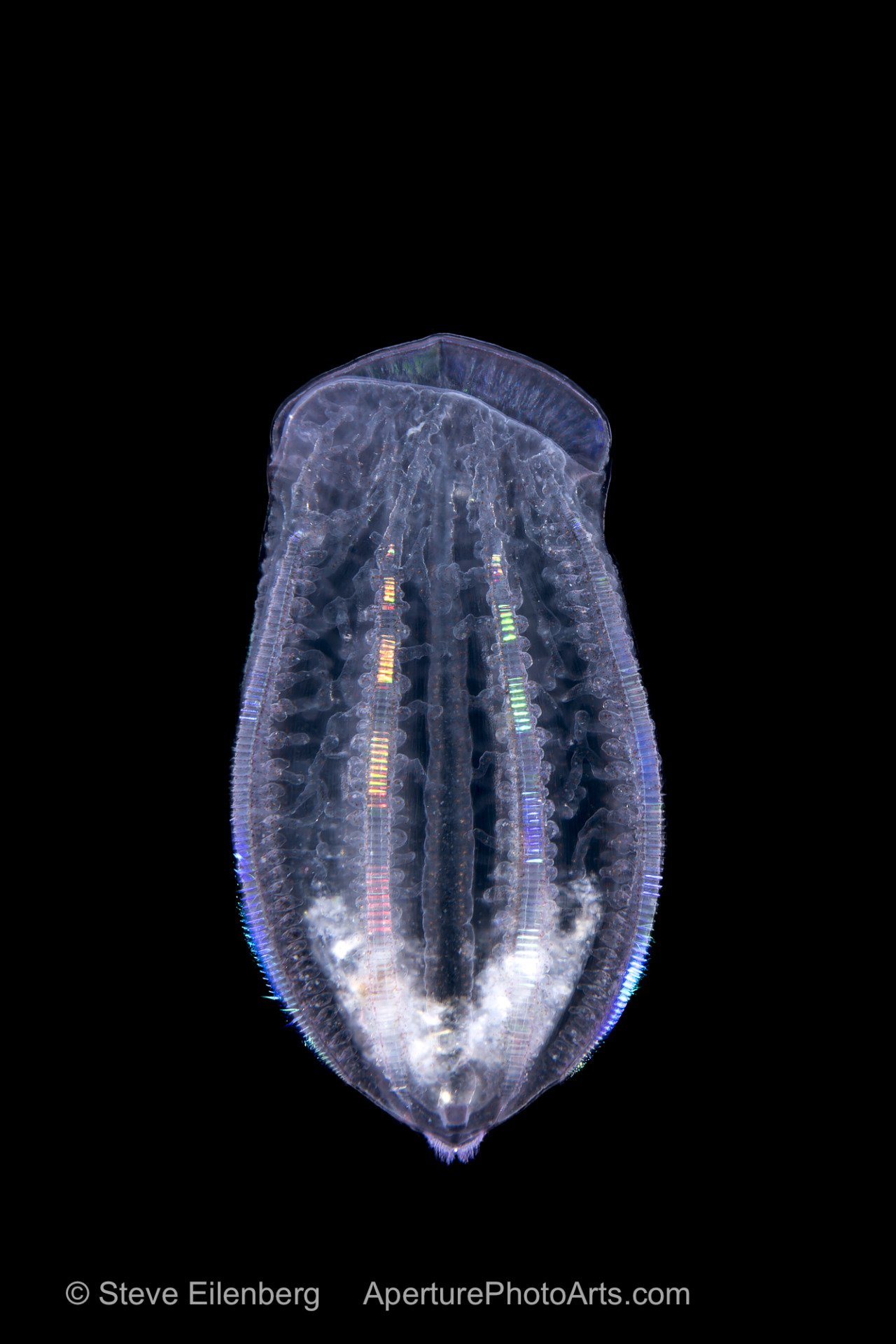 Colorful comb jelly