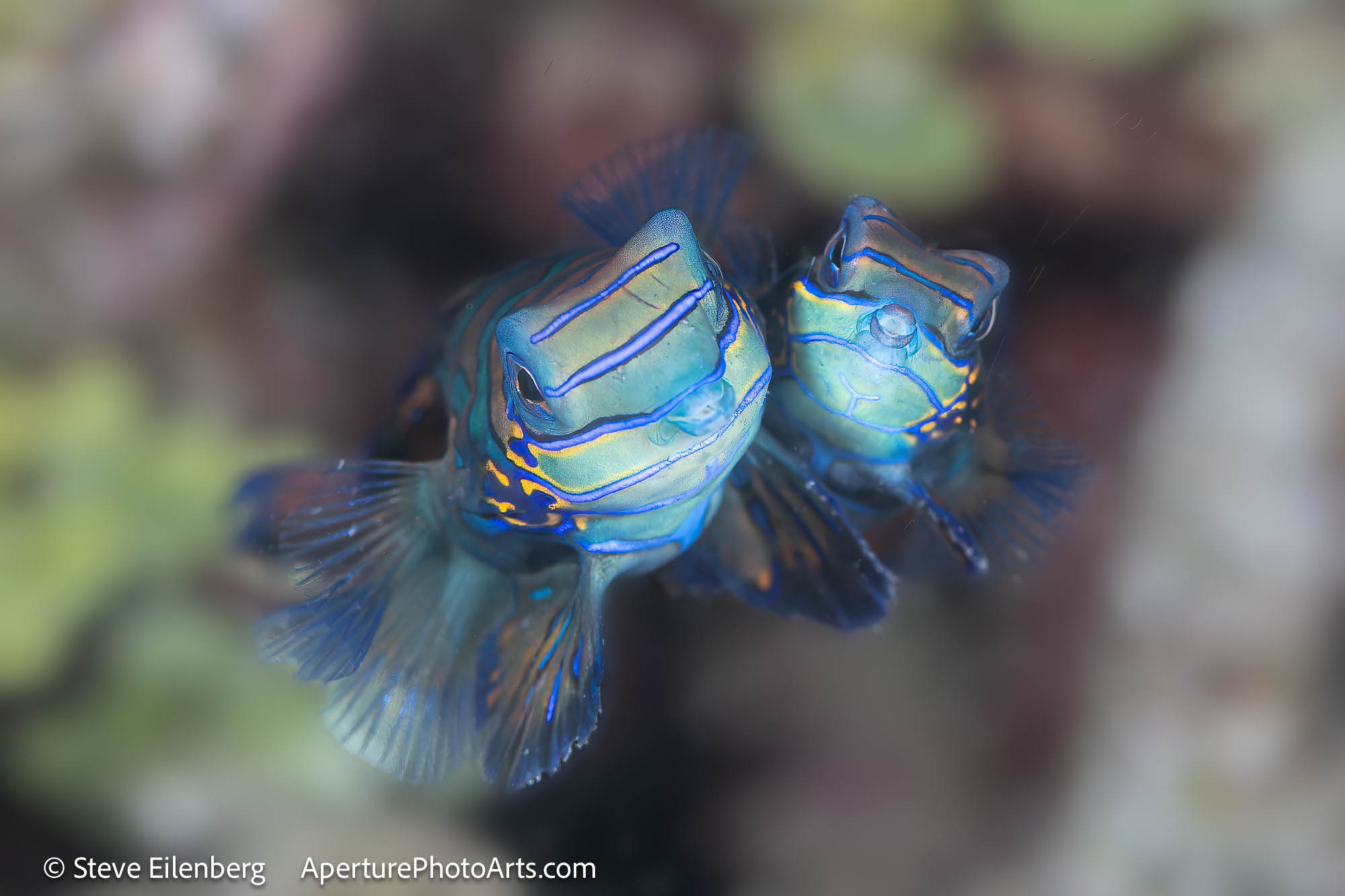 Mandarin Fish mating.