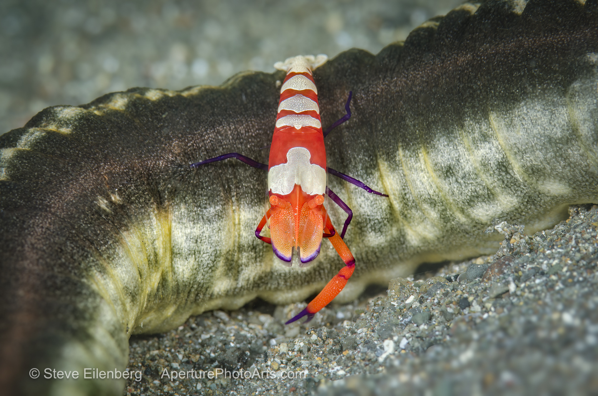 Emperor shrimp on sea cucumber
