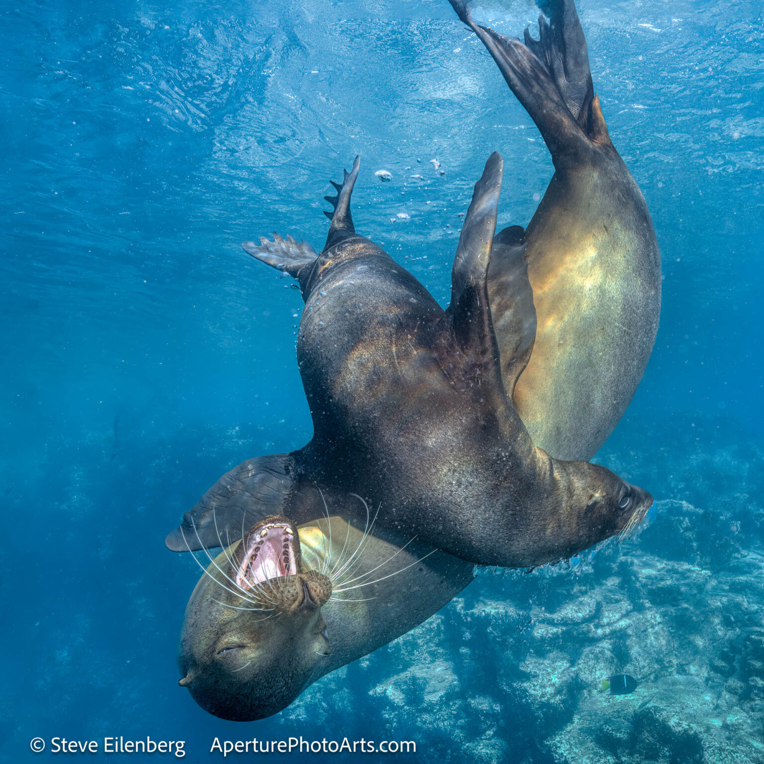 Cow and calf sea lions. Sea of Cortez, Mexico