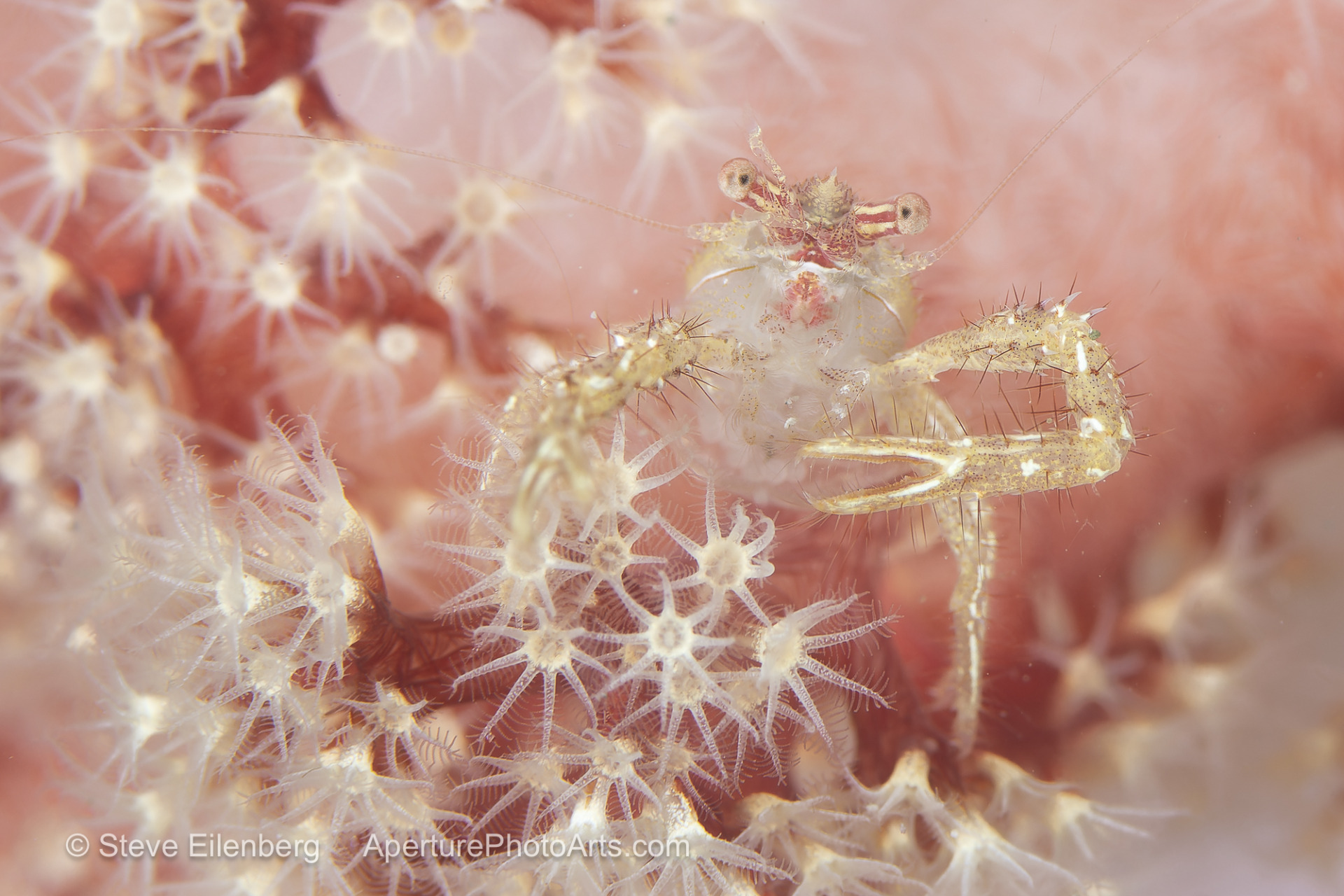 Soft coral crab posing