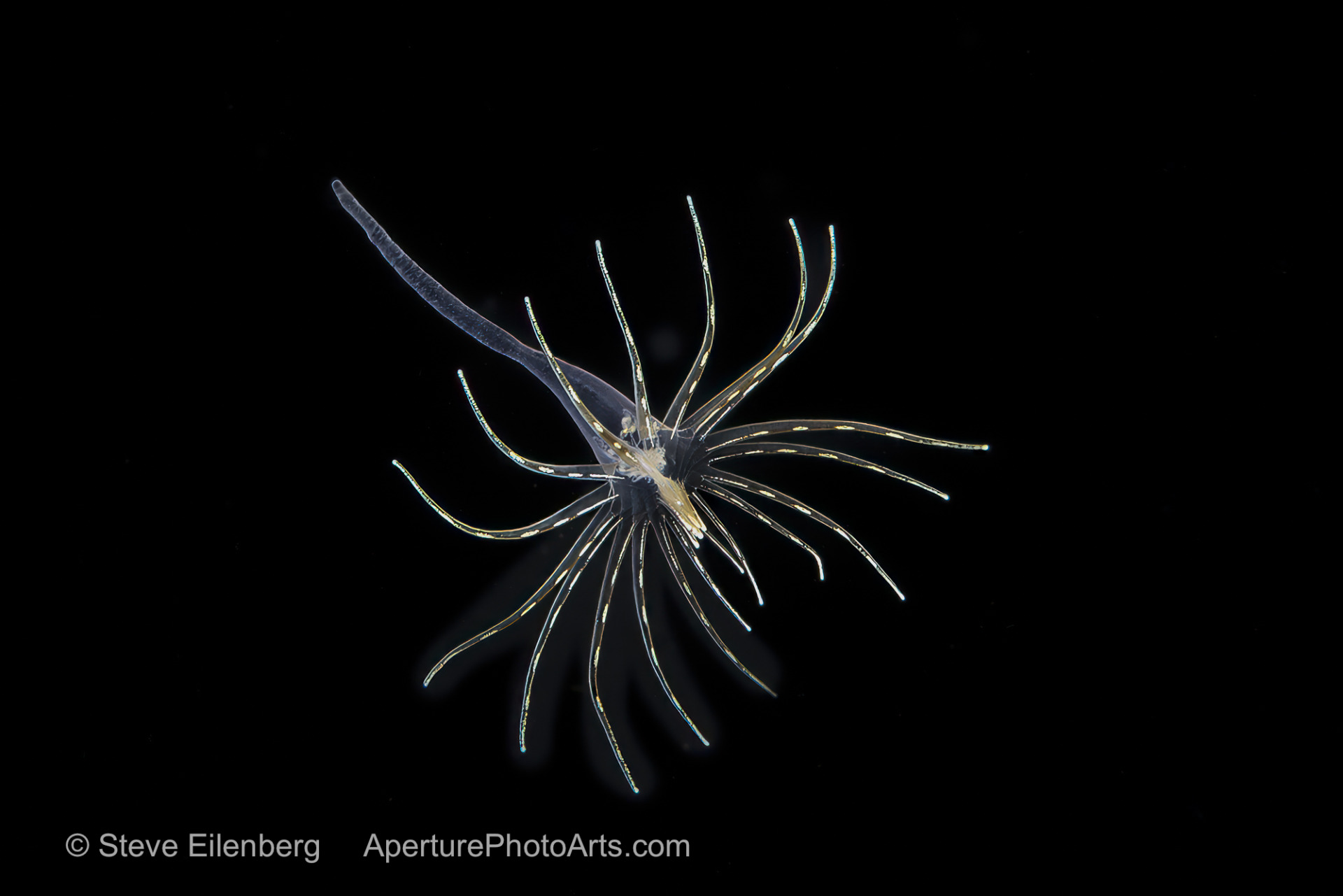 Black water diving. Larval tube anemone
