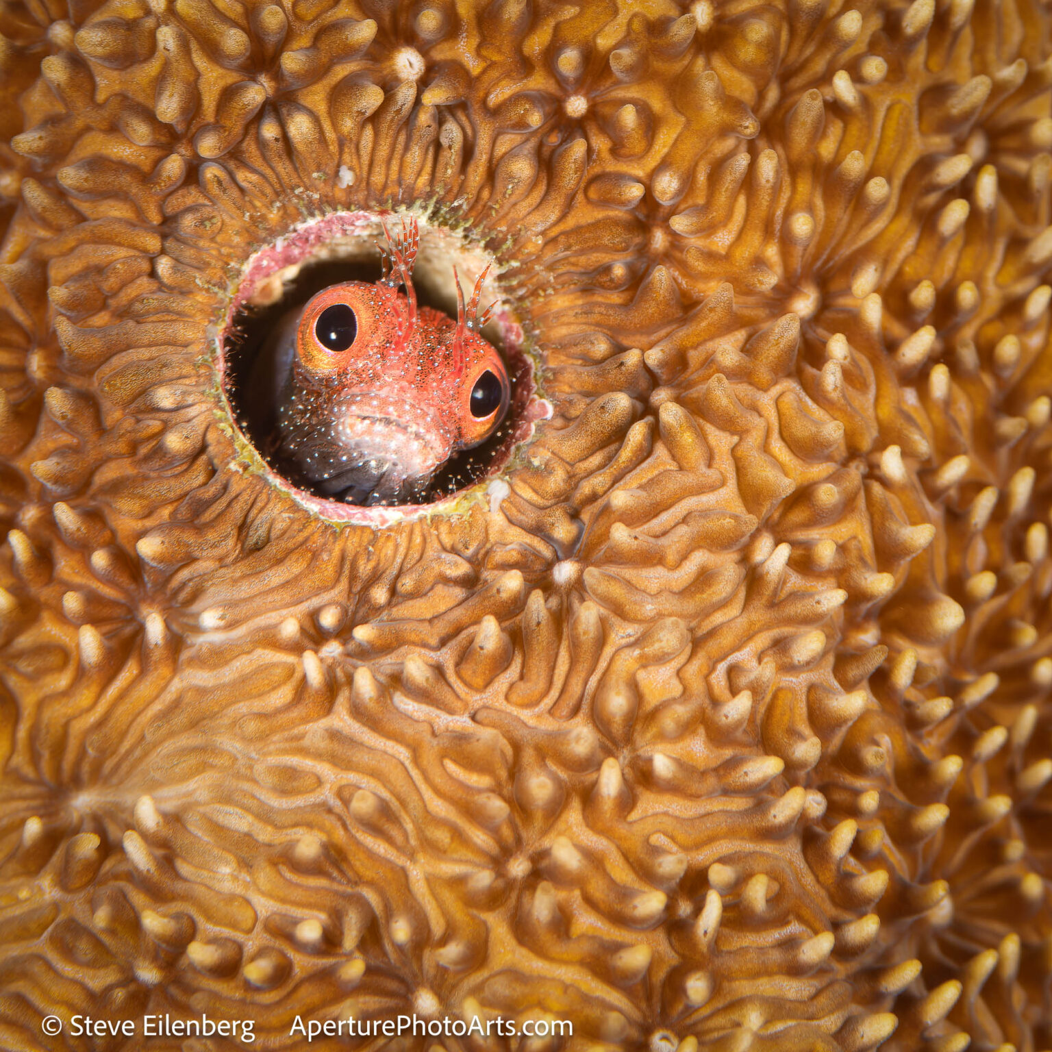 Barnacle blenny in hard coral home