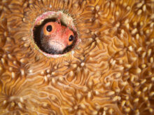 Barnacle blenny in hard coral home