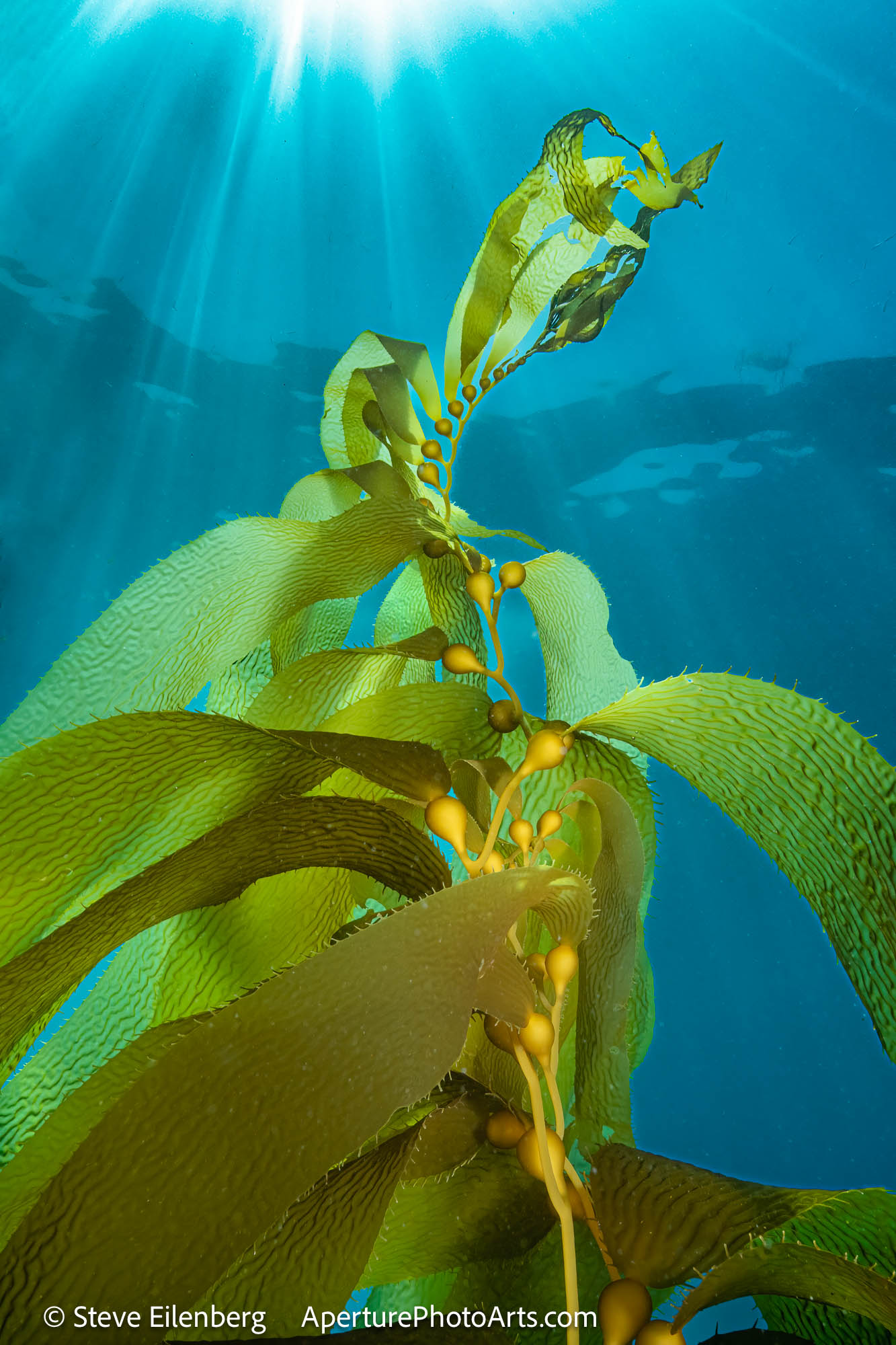 Kelp with sunrays. Channel Islands, California