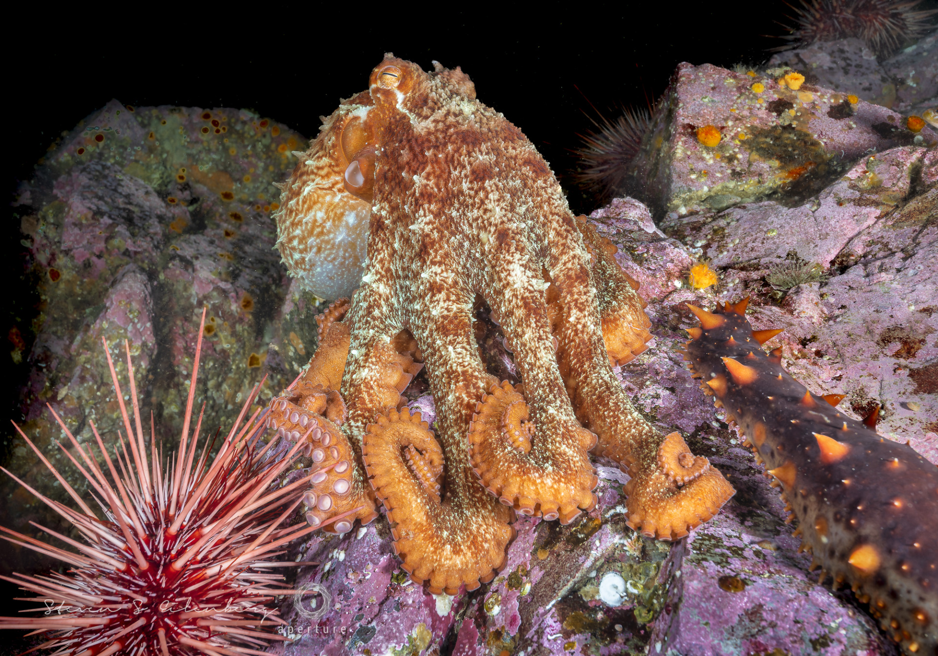 Giant pacific octopus. British Columbia, Canada