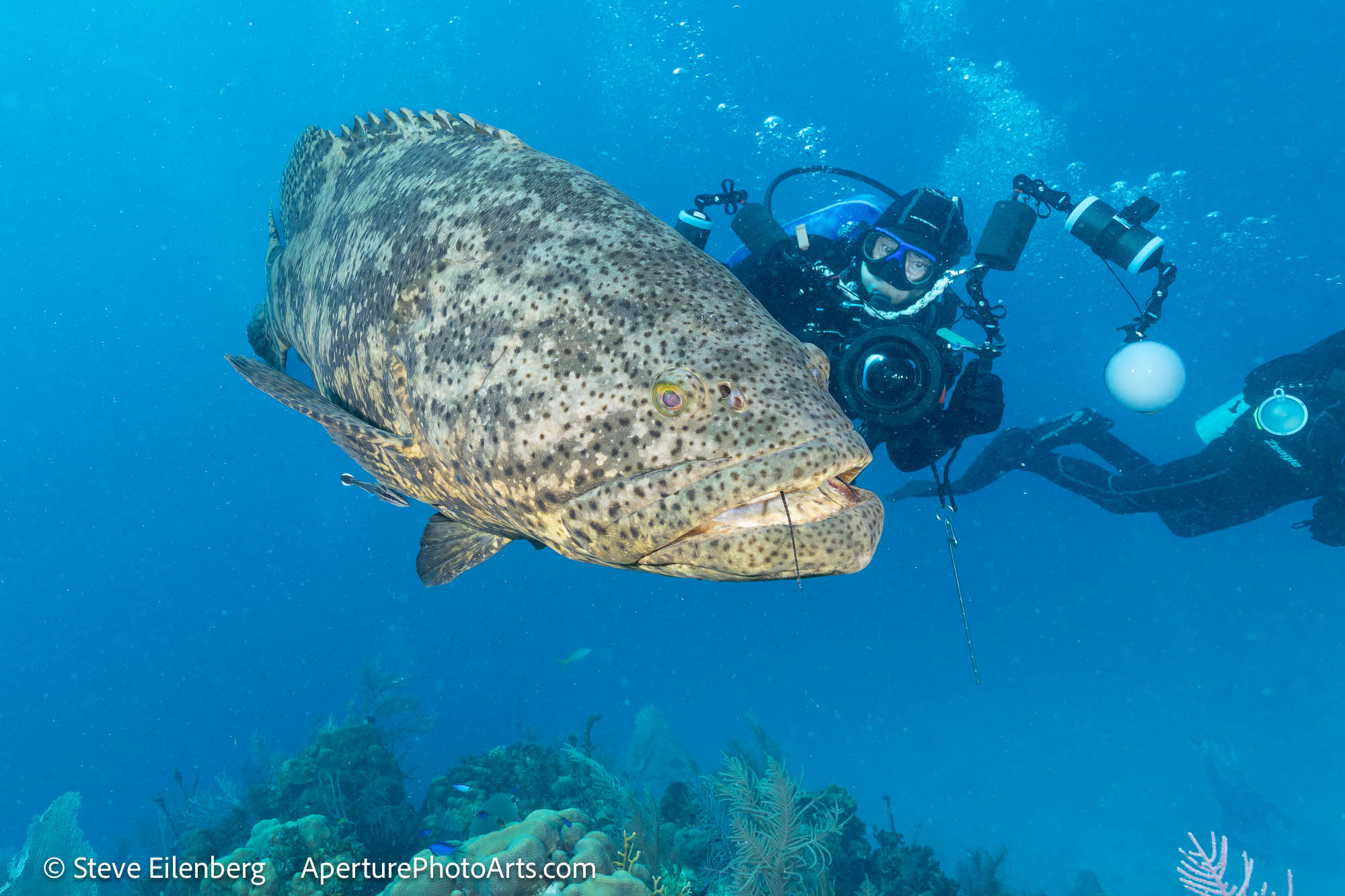 Goliath Grouper with Marie for scale