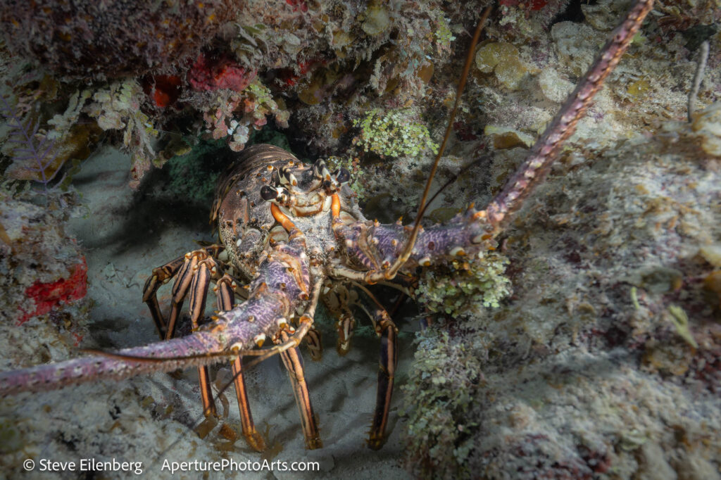 Lobster in rock cubby