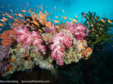 Magnificent colorful soft coral reef in Fiji.