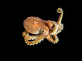 Pelagic octopus sighted on blackwater dive in Anilao, Philippines